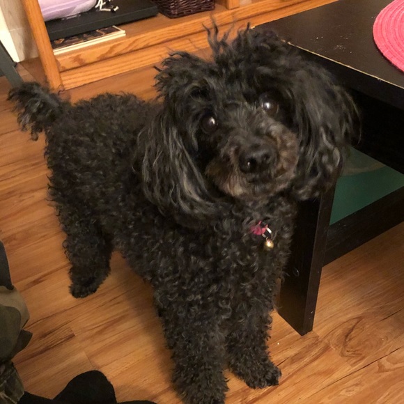 Meet your seller/buyer! ♠️🌈🐩💅🧟‍♀️🦄 - Picture 3 of 6